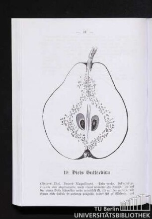 19. Diels Butterbirn