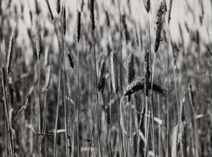 Ohne Titel (Roggen)