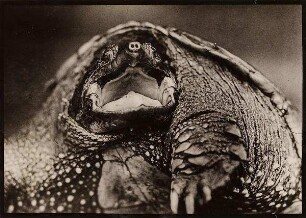 Schildkröte - Carl Hagenbecks Tierpark