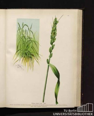 Triticum Spelta Linné. Spelt.