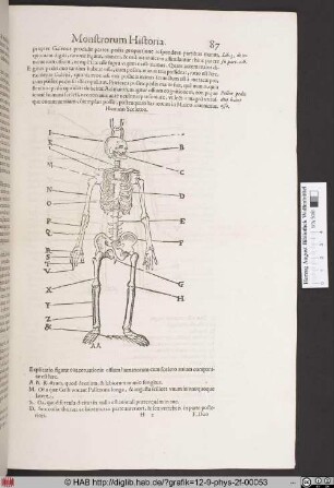 Hominis Sceleton.