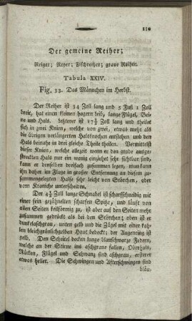 Der gemeine Reiher;