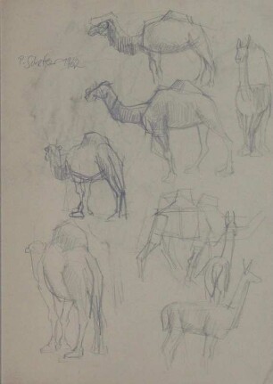 Tierstudien (Dromedar und Lama)
