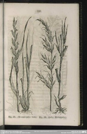 Fig. 33. (Perennirender Lolch) / Fig. 34. (Hoher Wiesenhafer)