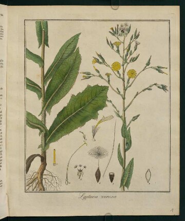 1r, Lactuca virosa