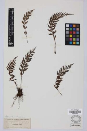 Asplenium canariense Willd.