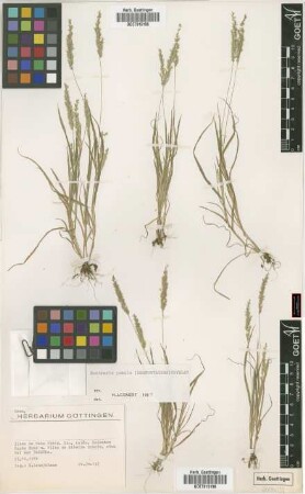 Rostraria pumila (Desf.) Tzvelev