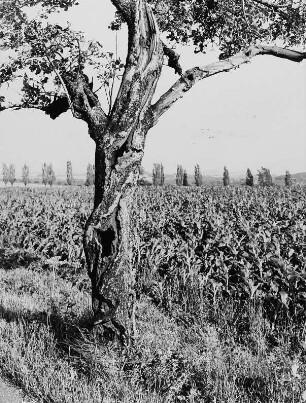 Baum an einem Maisfeld