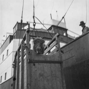 Islandpony am Hafen : Islandpony in einer Transportkiste am Hafen von Reykjavik beim Einschiffen auf das Schiff "Alexandrine"