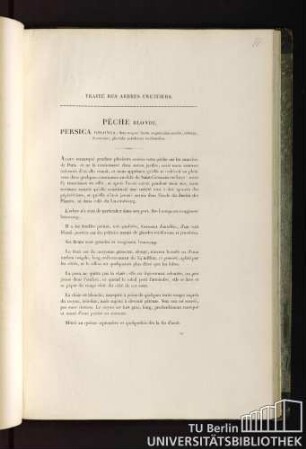Traité des arbres fruitiers. Pêche blonde. Persica oblonga : flore magno; fructu magnitudinis mediae, oblongo, flavescente ; glandulis petiolorum reniformibus.