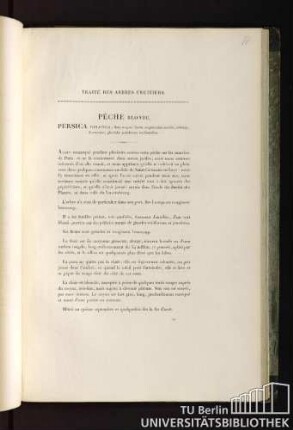 Traité des arbres fruitiers. Pêche blonde. Persica oblonga : flore magno; fructu magnitudinis mediae, oblongo, flavescente ; glandulis petiolorum reniformibus.