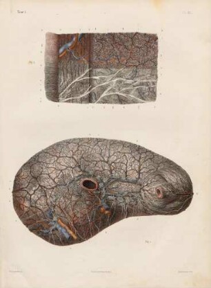 Gefäße und Lymphdrüsen des Magens