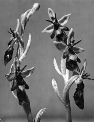 Fliegen-Ragwurz (Ophrys insectifera), Pflanzen - Art der Gattung der Ragwurzen (Ophrys) aus der Familie der Orchideengewächse (Orchidaceae)