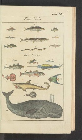 Tafel VIII.: Fluss Fische. See Fische.
