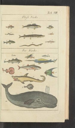 Tafel VIII.: Fluss Fische. See Fische.