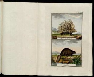 Tab. XVIII.