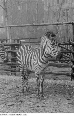 Zebra im Zoo