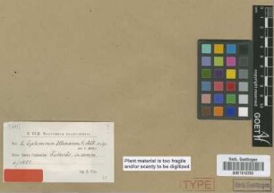 Ephemerum uleanum Müll.Hal. [syntype]
