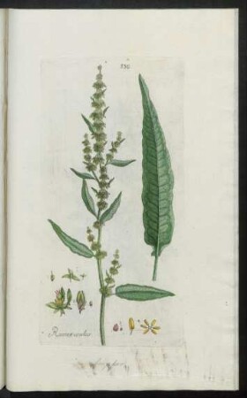 550. Rumex acutus