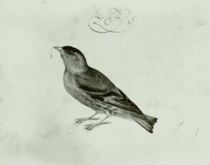 Holländisches Vogelbuch: "Zeisig - Carduclis soinus L.