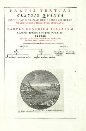 Partis Tertiae Classis Quinta. Cochleae Marinae Ore Admodum Brevi Mucrone Vero Insigniter Elongato