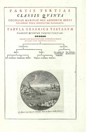 Partis Tertiae Classis Quinta. Cochleae Marinae Ore Admodum Brevi Mucrone Vero Insigniter Elongato