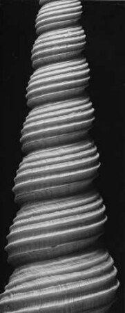 Turitella terebra, Seeschnecke, Westrafrika oder Peru