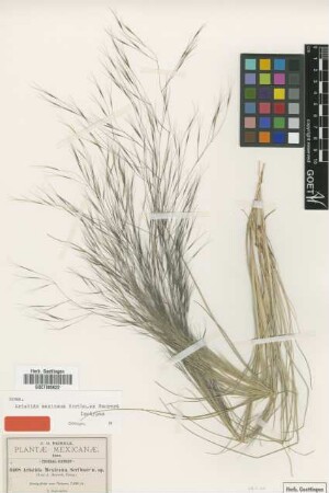 Aristida mexicana Scribn. ex Henrard [isotype]