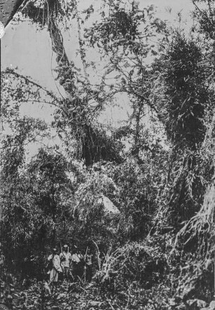 Vegetation der Virunga-Vulkane : Die Vegetationslandschaft am Vulkan Nyiragongo in der Gruppe der Virunga-Vulkane