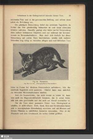 Hauskatze