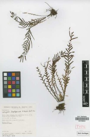Lellingeria flagellipinnata M.Kessler & A.R.Sm. [paratype]