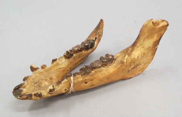 Porcine mandible