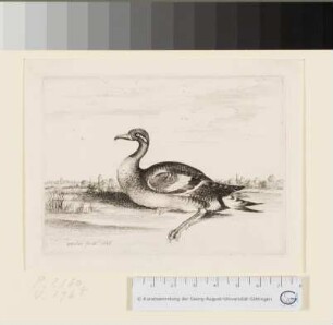 Die Ente
