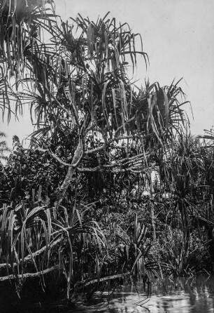 Pandanus (Sammlung Rudolf Oldenburg, 1901-1913)
