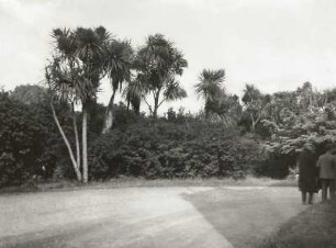 Irland. Vegetation des feuchtmilden Klimas im Südwesten der Insel