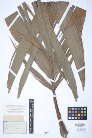 Geonoma glauca Oerst.