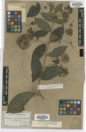 Mascagnia anisopetala (A. Juss.) Griseb.