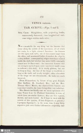 Venus varicosa. Tab. CCXCVI. — Figs. 1 and 2