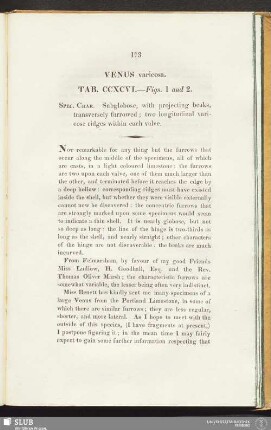 Venus varicosa. Tab. CCXCVI. — Figs. 1 and 2