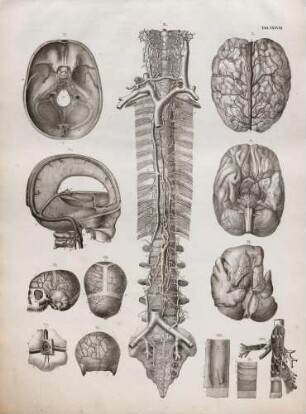 Gehirnvenen, Blutleiter des Schädels, Venen und lymphatische Gefäße an der Vorderseite des Rückgrats