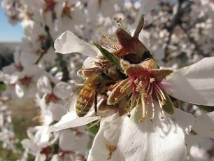 More Than Honey