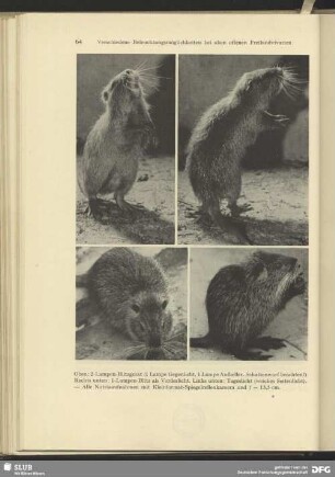 Nutria