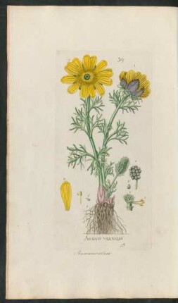 39. Adonis vernalis