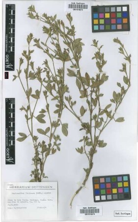 Stylosanthes fruticosa (Retz.)Alston