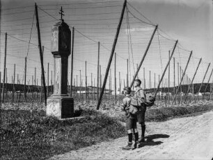 Hopfenanbau : Gestelle zum Anbau von Hopfen, davor Wegealtar
