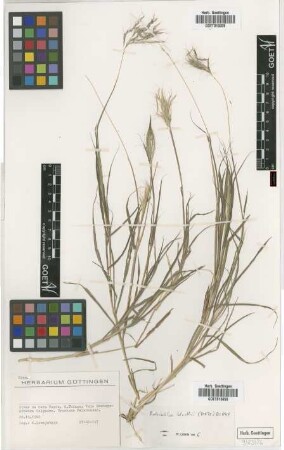 Bothriochloa bladhii (Retz.) S.T.Blake