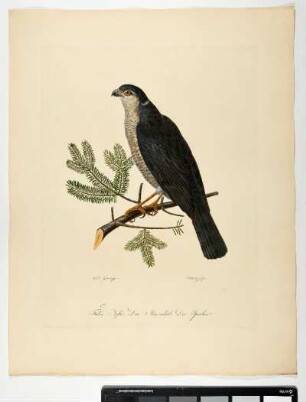 Falco Nisus. Lin. Der Sperber. Mas. adult. Der Sperber. - Sperber. Accipiter nisus; mas. - Zeichner: Ambrosius Gabler; Stecher: Dieterich