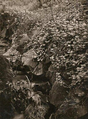 Frühlings-Bachflur mit Gewöhnlicher Goldnessel (Lamium galeobdolon) (Syn.: Galeobdolon luteum, Lamiastrum galeobdolon L.), auch Gold-Taubnessel