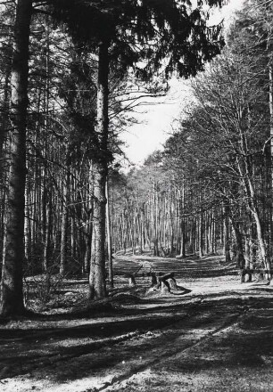 Brandenburg. Im Kiefernwald bei Eberswalde
