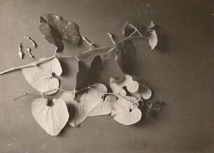 Gewöhnliche Osterluzei (Aristolochia clematitis). Beblätterter Stengel